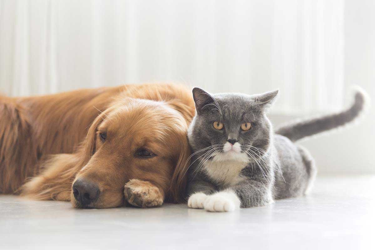 about our veterinary practice Jackson, MO