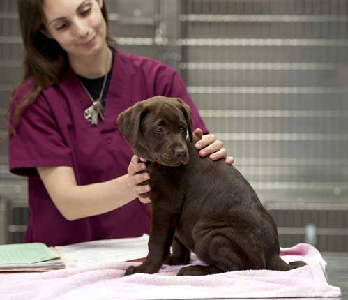 Veterinarian in Jackson, MO